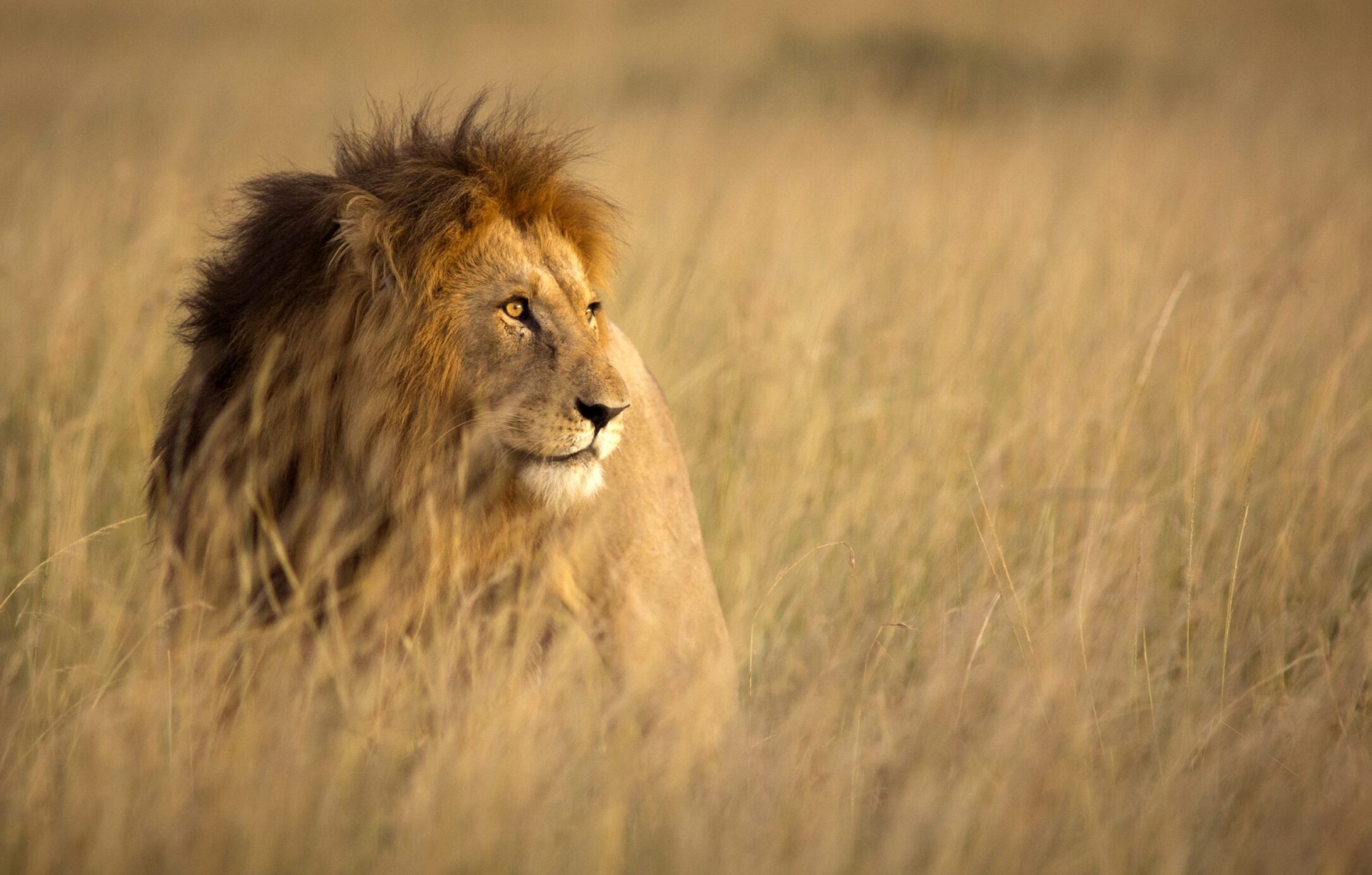 Large male lion in high grass and warm evening light - Masai Mara, Kenya